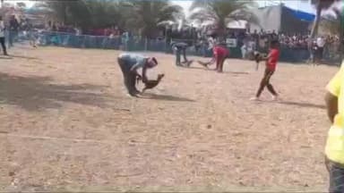 বিনপুর ১: শুরু হল কুশুমডাঙ্গার বিখ্যাত মোরগ লড়াই