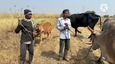 मुलताई: उभारिया से कत्लखाने ले जा रहे 5 गौवंश जंगल में जब्त, पुलिस ने 2 आरोपियों को किया गिरफ्तार