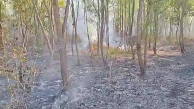 শালবনি: আবারও অগ্নিকান্ড শালবনীর জঙ্গলে, বনসম্পদের পাশাপাশি নষ্ট হচ্ছে গবাদীর খাবার