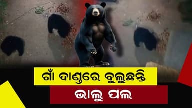 #ଗାଁ_ଦାଣ୍ତରେ_ବୁଲୁଛନ୍ତି_ଭାଲୁ_ପଲ
ସଂଜ ନଇଁଲେ ଗାଁ ଦାଣ୍ତରେ ବୁଲୁଛନ୍ତି ଭାଲୁ ପଲ। ଏଭଳି ଦୃଶ୍ଯ ଦେଖିବାକୁ ମିଳିଛି ଆନନ୍ଦପୁର ବନ୍ଯପ୍ରାଣୀ ...