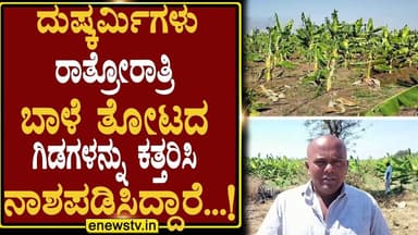 ದುಷ್ಕರ್ಮಿಗಳು ರಾತ್ರೋರಾತ್ರಿ ಬಾಳೆ ತೋಟದ ಗಿಡಗಳನ್ನು ಕತ್ತರಿಸಿ ನಾಶಪಡಿಸಿದ್ದಾರೆ...! ENEWS TV