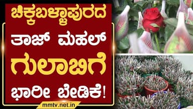 ಚಿಕ್ಕಬಳ್ಳಾಪುರದ ತಾಜ್ ಮಹಲ್ ಗುಲಾಬಿಗೆ ಭಾರೀ ಬೇಡಿಕೆ ! | ಚಿಕ್ಕಬಳ್ಳಾಪುರ @MMTV-News 13-02-2026