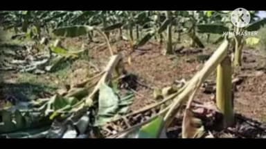 ಗೌರಿಬಿದನೂರು: ಬಾಳೆ ಗಿಡ ಕಡಿದ ದುಷ್ಕರ್ಮಿಗಳು! ಬಳಗೆರೆ ಗ್ರಾಮದಲ್ಲಿ ಘಟನೆ