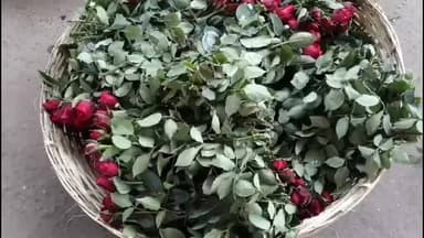 রানাঘাট ২: প্রেম দিবসের দিনে রানাঘাটে আকাশ ছোঁয়া গোলাপের দাম,ভিন রাজ্য থেকে আসা গোলাপ কিছুটা স্বস্তি দিচ্ছে প্রেমিক প্রেমিকাদের