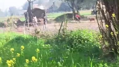 अभय राज दयालपुर सिंगरामऊ बदलापुर जौनपुर