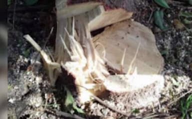 स्लीमनाबाद: कौड़िया गांव में चंदन प्लांट से 9 बेशकीमती पेड़ काटकर ले गए चोर, पुलिस कर रही है जांच