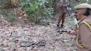 মাৰ্ঘেৰিটা: পেঙেৰীত প্ৰায় ১০ ফুট দৈৰ্ঘ্যৰ ৰজাফেটি সাপ উদ্ধাৰ