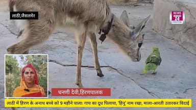 #Jaisalmer #लाठी में हिरण के अनाथ बच्चे को 9 महीने पालाः गाय का दूध पिलाया, 'हिनू' नाम रखा, माला-आरती उतारकर विदाई, वन व...