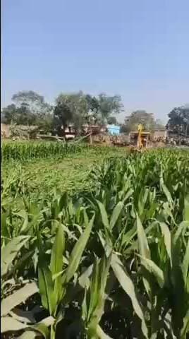 सिंघिया: बेहट गांव में सरकारी जमीन पर लगी मक्के की फसल को पुलिस बल की मौजूदगी में नष्ट कर खाली कराया गया