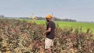 ডেবরা: ভ্যালেন্টাইন্স সপ্তাহ উপলক্ষে ভালো বিক্রি হচ্ছে গোলাপ, খুশি পশ্চিম মেদিনীপুরের গোলাপ চাষিরা