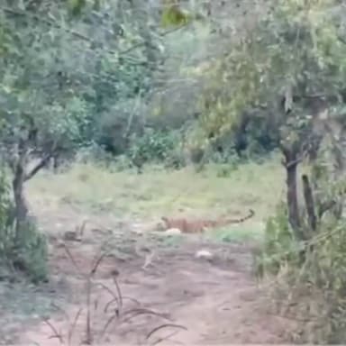 थानागाजी: सरिस्का टाइगर रिजर्व में बाघ और बाघिन की साइटिंग, बाघ अभ्यारण हुआ गुलजार