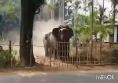 পলাশবাৰী: পলাশবাৰীত বনৰীয়া হাতীৰ মুক্ত বিচৰণ