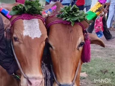 कोरपना: नारायणगावतील शेतकऱ्यांची बैलजोडी गेली चोरीला