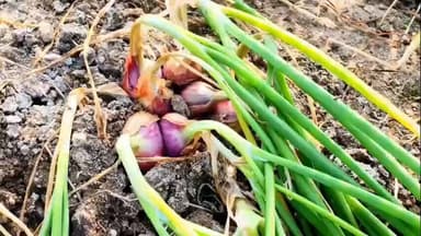 சங்கராபுரம்: சங்கராபுரம் மற்றும் அதன் சுற்றுவட்டார பகுதிகளில் சின்ன வெங்காயம் அறுவடை பணி தீவிரம்