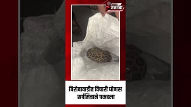 बिरोबावाडीत विषारी घोणस सर्पमित्राने पकडला