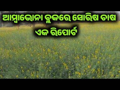 ଅମ୍ବାଭାନାରେ ସୋରିଷ ଚାଷରେ ଚାଷୀଙ୍କ ସଫଳତା | କମ ଖର୍ଚ୍ଚରେ ବେଶି ଲାଭ | Bargarh Mustard Farming