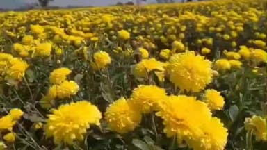 நிலக்கோட்டை: மகா சிவராத்திரி விழாவை யொட்டி நிலக்கோட்டை மலர் சந்தையில் பூக்கள் விலை கிடு கிடு உயர்வு.. விற்பனைக்காக மாலைகளை தொடுக்கும் பணியில் தொழிலாளர்கள் தீவிரம்