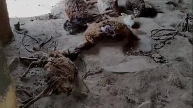 হুড়া: গৃহপালিত পশু ভেড়ার মৃত্যুতে শোকের ছায়া কাদুড়ি গ্রামের এক হতদরিদ্র পরিবারের