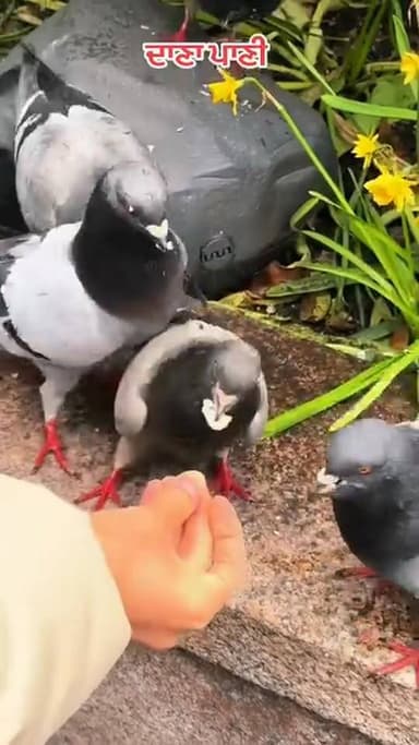 ਦਾਣਾ ਪਾਣੀ ਖਿੱਚ ਲਿਆਉਂਦਾ ਕੌਣ...?
#fb #reels #viral #post #insta