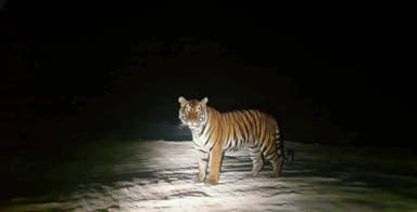 डुमरिया: छकरबन्धा जंगल में बाघ की तस्वीर से हड़कंप, वन विभाग सतर्क