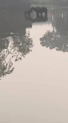 महराजगंज = फरेन्दा थाना क्षेत्र के लेजार महदेवा गांव के भिटहवा टोले के पास पोखरे पर भैंस और दो बच्चे मिलने से हलचल।