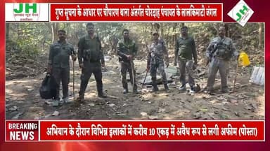 #ख़बर चौपारण के जंगलों में पुलिस की बड़ी कार्रवाई 10 एकड़ में लगी अवैध अफीम की खेती नष्ट