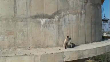 सरदारशहर: रातूसर गांव की 220 फीट ऊंची टंकी पर फंसा बंदर, 6 दिन से रेस्क्यू के प्रयास नाकाम, अब सुजानगढ़ से आएगी टीम