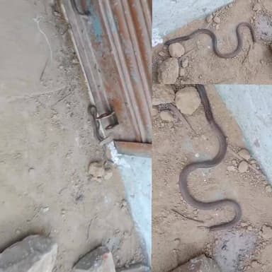 महाशिवरात्रि पर ‘नाग देवता’ की एंट्री ! रामपुर कलां के गोदाम पर ड्यूटी पर तैनात सर्फ-----
#सबलगढ़ के रामपुर कलां कस्बे ...