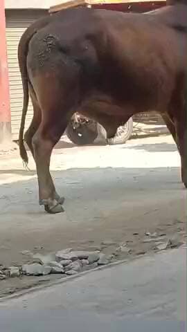 ये पशु लंबे समय से परेशान है कृपया करके पशु चिकित्सालय से अनुरोध है इनकी देखभाल रखे मंडी रोड अमरोहा
#viral#