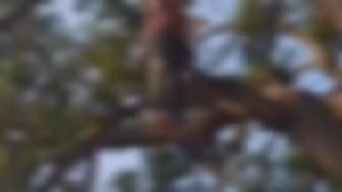 गांगड़तलाई: जूनी गांगड़तलाई गांव में आम के पेड़ से लटककर बुजुर्ग ने की आत्महत्या, फैली सनसनी