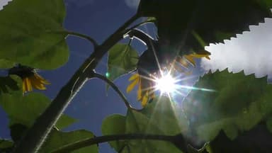 ദേവികുളം: മൂന്നാറിൽ അൾട്രാവയലറ്റ് വികിരണത്തിൻ്റെ തോത് അപകടകരമായ രീതിയിൽ ഉയർന്നു