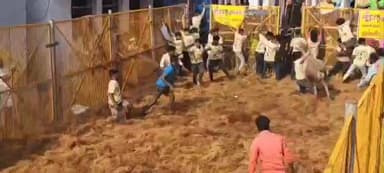 நத்தம்: சாணார்பட்டி அருகே உள்ள தவசிமடை புனித அந்தோணியார் ஆலய திருவிழாவை முன்னிட்டு ஜல்லிக்கட்டு போட்டி துவங்கியது