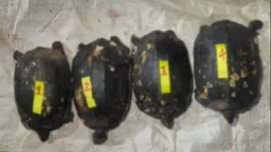 ಬೆಳ್ತಂಗಡಿ: ಬೆಳ್ತಂಗಡಿ ಸೋಮವತಿ ನದಿಯಲ್ಲಿ ಅಕ್ರಮವಾಗಿ ನಾಲ್ಕು ಆಮೆಗಳ ಬೇಟೆ; ನಾಲ್ವರು ಅರೆಸ್ಟ್