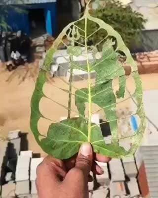 శంకరంపేట్ ఆర్: రావి ఆకుపై త్రిశూలధారుడు