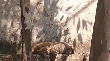 धामपुर: नहटौर के रोडवेज बस स्टैंड के पास विद्युत तारों की चपेट में आने से बंदर झुलसा, वन विभाग व पशु चिकित्सक पहुंचे