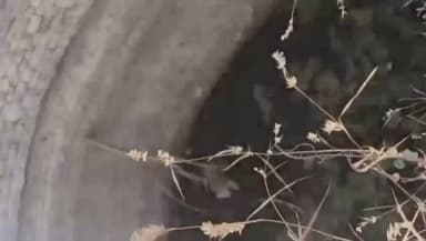 ತಿಪಟೂರು: ತಿಪಟೂರಿನ ಗಾಂಧಿ ನಗರದಲ್ಲಿ ಬಾವಿಗೆ ಬಿದ್ದ ಚಿರತೆ: ರಕ್ಷಣೆಗೆ ಅರಣ್ಯ ಇಲಾಖೆಯ ಹರಸಾಹಸ