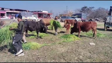 घनारी: शहीद भगत सिंह क्लब गगरेट के सदस्यों ने महाशिवरात्रि पर गौवंश को हरा चारा और गुड़ दिया