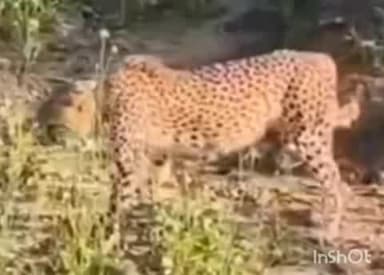 बारां: कूनो का चीता केपी-2 फिर बारां पहुंचा, प्राकृतिक कॉरिडोर से आया, रात भर विचरण कर लौटा मध्य प्रदेश