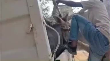 विजयीपुर: विजयीपुर थाना पुलिस ने एक पिकअप से 2 पशु तस्करों को किया गिरफ्तार: थानाध्यक्ष