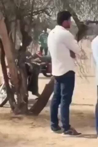 शिव: जिले के शिव इलाके के पुषड गांव में नंदी (बैल) को प्रताड़ित करने का मामला सामने आया