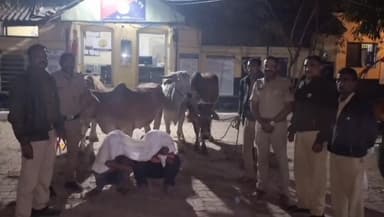मुर्तीजापूर: बोरगाव मंजू पोलिसांकडून ४ गोवंशांची सुटका; दोघांना अटक