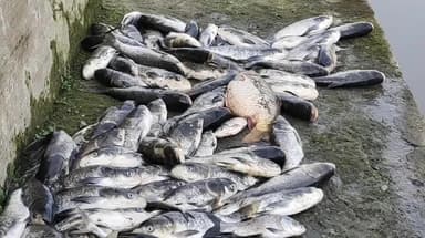 फर्रुखाबाद: खैरा ताल में संदिग्ध परिस्थितियों में करीब दो कुंटल मछलियों की हुई मौत, मछली पालकों ने मीडिया को दी जानकारी