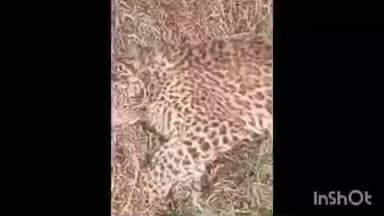 मिहींपुरवा: कतर्नियाघाट में मिले तेंदुए के दो शावकों के शव, बड़े जानवर के हमले में मौत की आशंका, पीएम रिपोर्ट का इंतजार