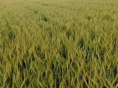 सिरमौर: समर्थन मूल्य पर गेहूं खरीदी के लिए किसानों का पंजीयन 7 मार्च तक