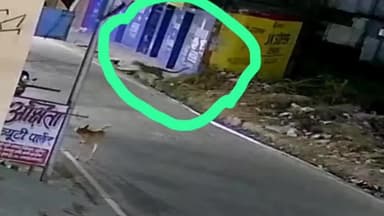 गरुड़: टीट बाजार में रविवार की शाम 6:30 पर सरेआम घूमता दिखा गुलदार, भय व दहशत का माहौल, वन विभाग ने मौके पर पहुँचकर दी हिदायत