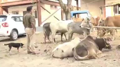 বিহপুৰীয়া: বঙালমৰাৰ আহমেদপুৰ ব্লকত
তেলৰ টেংকাৰত সৰবৰাহ কৰা ২২ টা চোৰাং গৰুৰ সৈতে এখন টেংকাৰ জব্দ আৰক্ষীৰ