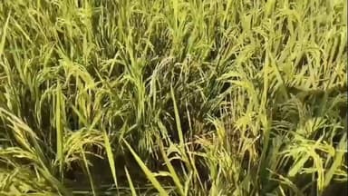 கயத்தாறு: கயத்தாறு பகுதியில் அறுவடைக்கு தயாராக இருந்த நெற்பயிர்களை சேதப்படுத்திய காட்டு பண்றிகள்