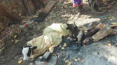 ಪಾವಗಡ: ಪಟ್ಟಣದಲ್ಲಿ ಅಕ್ರಮವಾಗಿ ಹಸುವಿನ ಕರುಗಳ ಸಾಗಾಟ ವ್ಯಕ್ತಿಯ ಬಂಧನ