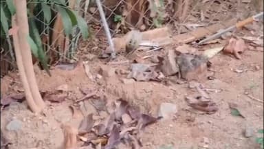 சங்கராபுரம்: சங்கராபுரம் பகுதியில் குடியிருப்புகள் புகுந்த நல்ல பாம்பு மற்றும் கட்டுவிரியான் பாம்பால் மக்கள் அச்சம்