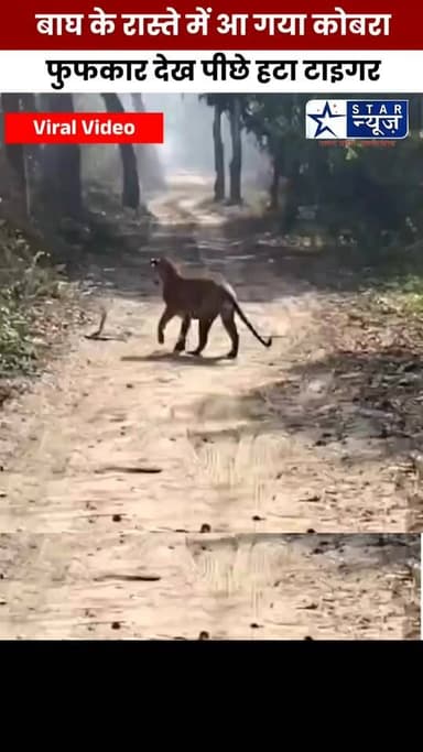 #कोबरा की एक फुंकार से पीछे हट गया #टाईगर#